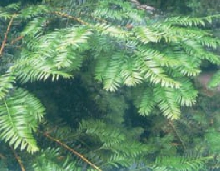 [红豆杉科红豆杉属] 红豆杉(别名：紫杉、赤柏松) 红豆杉科