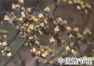 小通草(小通花，鱼泡通)