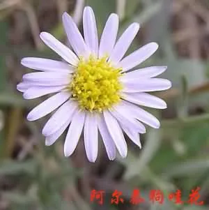 阿尔泰紫菀()