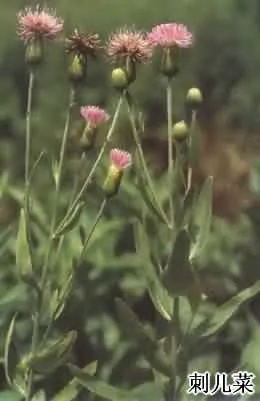 小蓟(刺儿菜、刺菜)