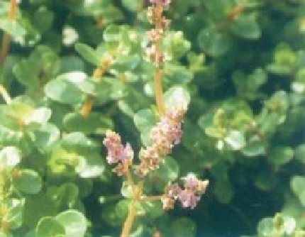 [千屈菜科节节菜属] 圆叶节节菜 千屈菜科