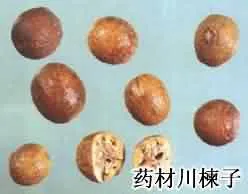 川楝子(楝实，练实，金铃子仁枣，苦楝子）)