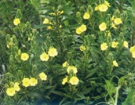 [柳叶菜科月见草属] 月见草(别名：夜来香、山芝麻、待宵草) 柳叶菜科