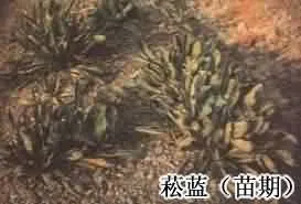 大青叶(蓝腚叶)