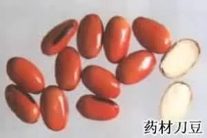 刀豆(挟剑豆、刀豆子)