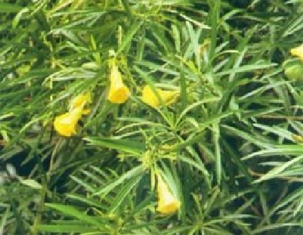 [夹竹桃科黄花夹竹桃属] 黄花夹竹桃(别名：酒杯花) 夹竹桃科