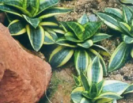 [百合科虎尾兰属] 金边短叶虎尾兰(别名：金叶小虎尾兰) 百合科