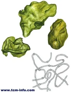 葛仙米(地软、地木耳)