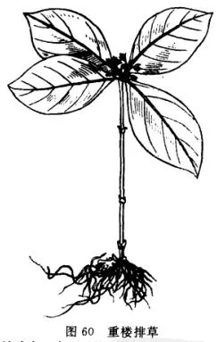 大四块瓦(四儿风、四叶黄)