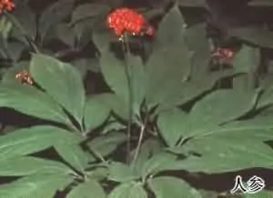 人参(棒锤、山参)