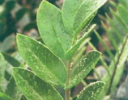 [天南星科雪铁芋属] 金钱树(别名：泽米芋、金币树) 天南星科