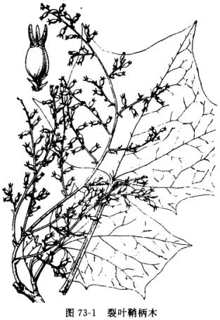 大接骨丹(水冬瓜木、清明花)