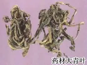 大青叶(蓝腚叶)