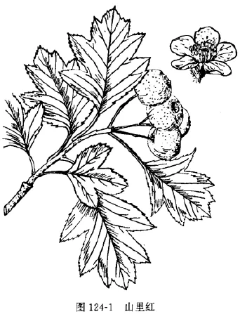 山楂(朹、粱梅，朹子，鼠查，羊梂，赤爪实，棠梂子，赤枣子，山里红果)