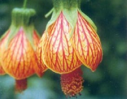 [锦葵科茼麻属] 金铃花(别名：纹瓣悬铃花) 锦葵科