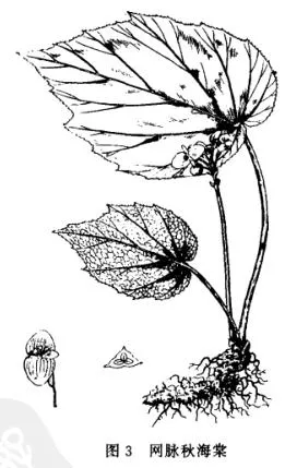 一点血(红砖草)