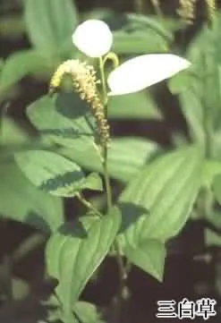 三白草(水木通、五路白)