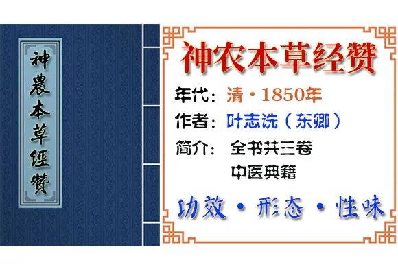 石斛 摘自《神农本草经赞》