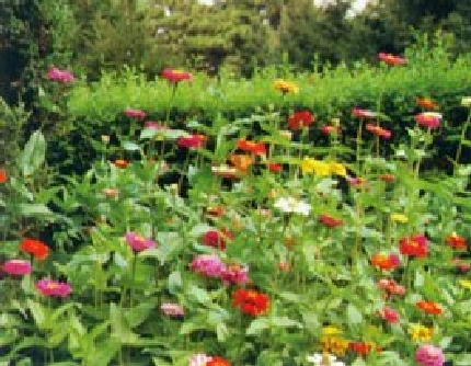 [菊科百日草属] 百日草(别名：步步高、节节高、对叶梅、百日菊) 菊科