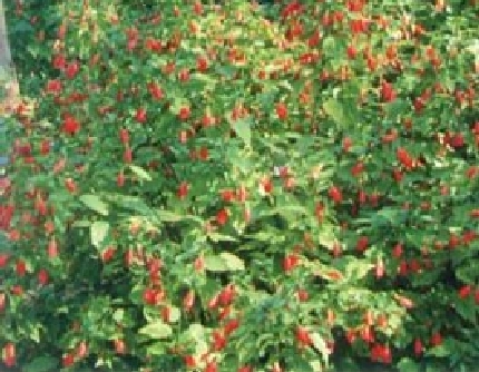 [锦葵科悬铃花属] 悬铃花(别名：南美朱槿) 锦葵科