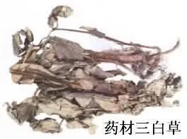 三白草(白面姑、白舌骨)