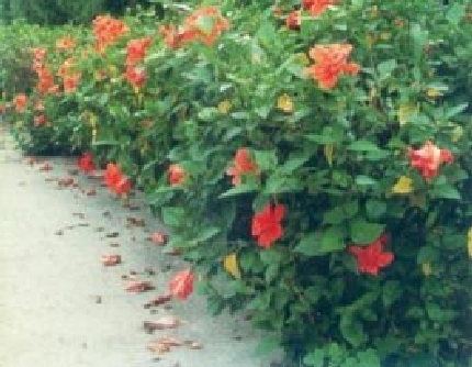 [锦葵科木槿属] 扶桑(别名：朱槿、扶桑花、大红花、赤槿) 锦葵科