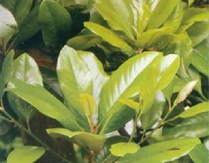 [木兰科木兰属] 荷花玉兰(别名：广玉兰、洋玉兰) 木兰科