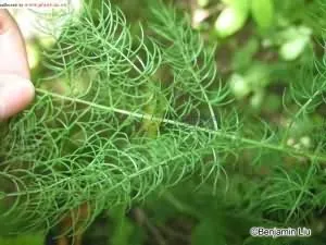 龙须菜(海菜，线菜)