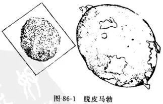 马勃(灰包、马粪包)