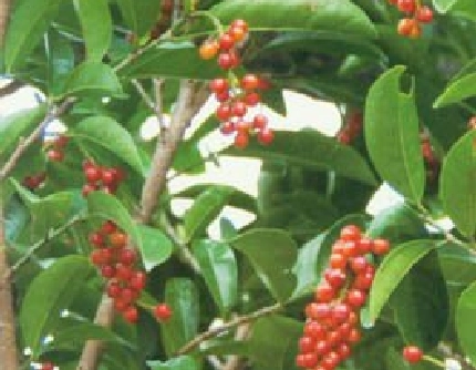 [大戟科五月茶属] 五月茶(别名：污槽树) 大戟科