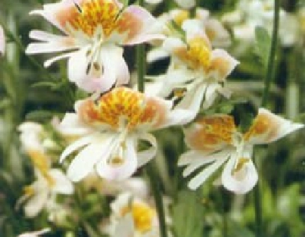 [茄科蛾蝶花属] 蛾蝶花(别名：蛾蝶草、荠菜花) 茄科
