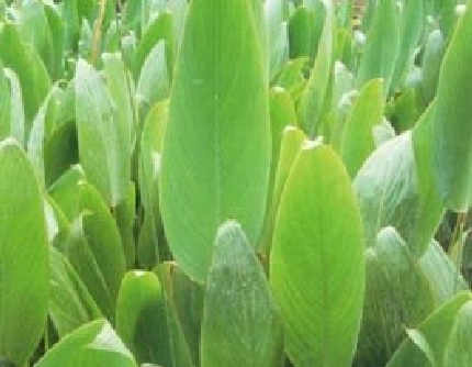 [竹芋科水竹芋属] 水竹芋(别名：再力花、水莲蕉) 竹芋科