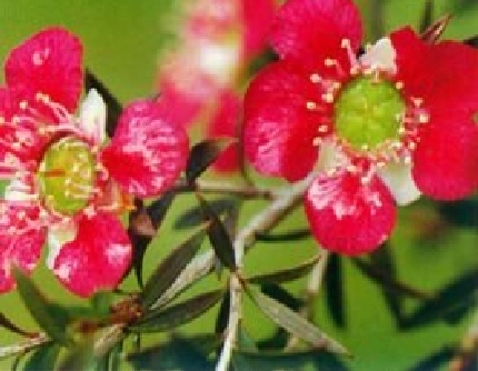 [桃金娘科松红梅属] 美丽松红梅(别名：可乐河茶树) 桃金娘科