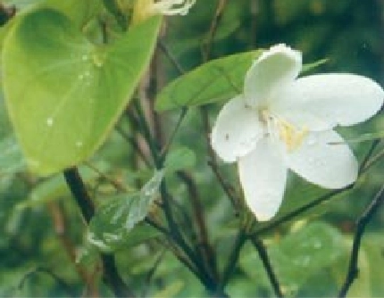 [豆科羊蹄甲属] 矮白花羊蹄甲(别名：白花羊蹄甲) 豆科