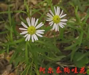 阿尔泰紫菀(燥原蒿、铁杆蒿)