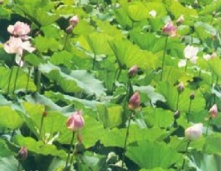 [睡莲科莲属] 荷花(别名：莲花、芙蕖、水芙蓉) 睡莲科