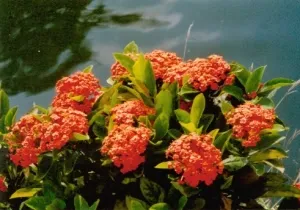 龙船花根(红缨花树根、山丹根)