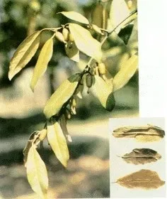 胡颓子(卢都子，雀儿酥，王婆奶，蒲颓子、半含春，半春子)