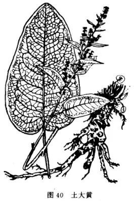 土大黄(吐血草、箭头草，救命王，金不换，红筋大黄，野蒿荬，广角，铁蒲扇)