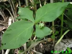 太子参(孩儿参、童参)