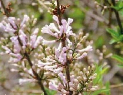 [木犀科丁香属] 波斯丁香(别名：花叶丁香) 木犀科