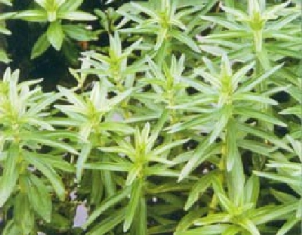 [玄参科石龙尾属] 紫苏草(别名：双漫草) 玄参科