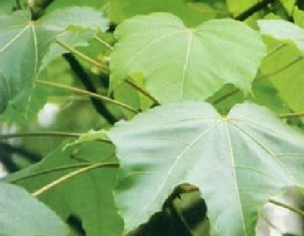[大戟科油桐属] 千年桐(别名：木油桐、皱果桐) 大戟科