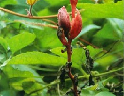 [葫芦科栝楼属] 红花栝楼 葫芦科