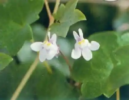 [玄参科铙钹藤属] 铙钹花(别名：兔子花、长春藤叶柳穿鱼、草柳穿鱼、草) 玄参科