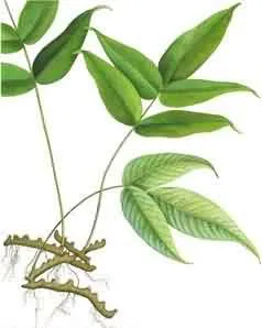 龙头节肢蕨(搜山虎)