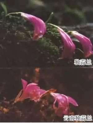 山慈菇(毛慈菇、茅慈菇)