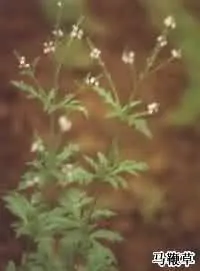 马鞭草(凤颈草，紫顶龙芽，铁马鞭，狗牙草，鹤膝风、苦练草，顺捋草)