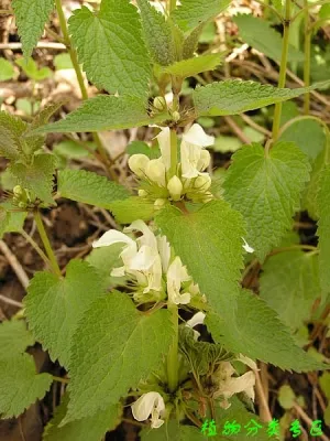 野芝麻根(土蚕子根)