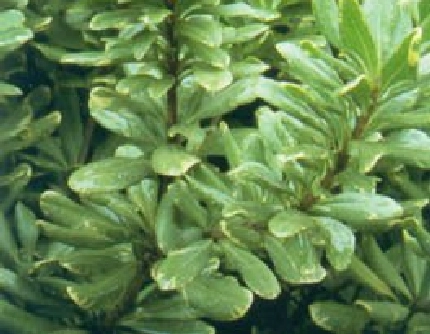 [海桐花科海桐花属] 花叶海桐(别名：) 海桐花科